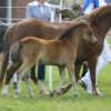 Ponyfestival 2008 006